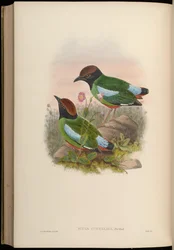 Pitta cucullata = Pitta sordida cucullata
